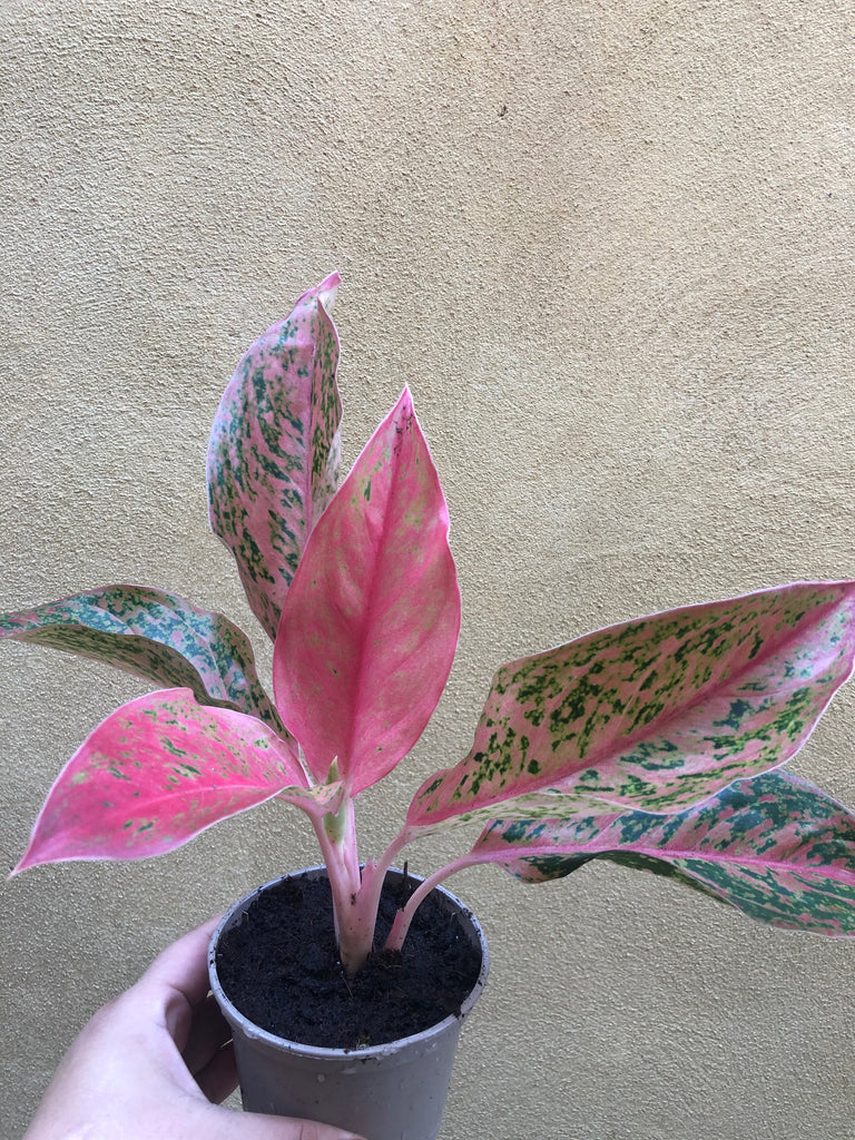 aglaonema prosperity care Aglaonema Prosperity Plant Evergreen 10cm Pot – Parijat Plant