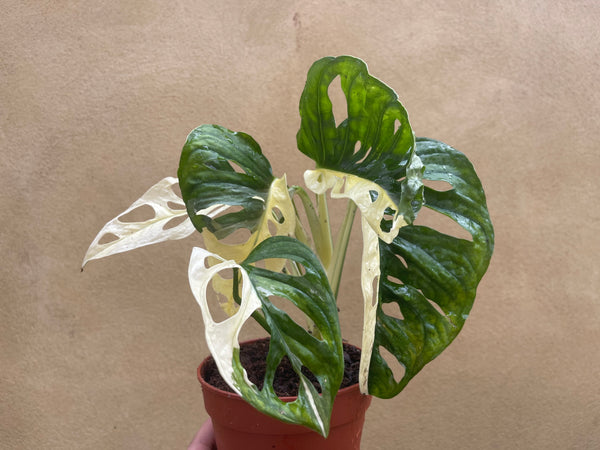 variegated monstera adansonii plant - stunning half moon variegation - 5 leaf plant - monstera Archipelago - Parijat Plant