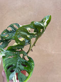 Variegated Monstera Adansonii plant 1 leaf cutting small aerial root -This cutting selected randomly from the plant shown in the picture - Parijat Plant