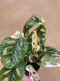 Variegated Monstera Adansonii plant 1 leaf cutting small aerial root -This cutting selected randomly from the plant shown in the picture - Parijat Plant
