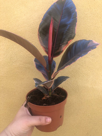 ficus elastica 'belize' rubber plant in 12cm pot - air purifying plant - Parijat Plant