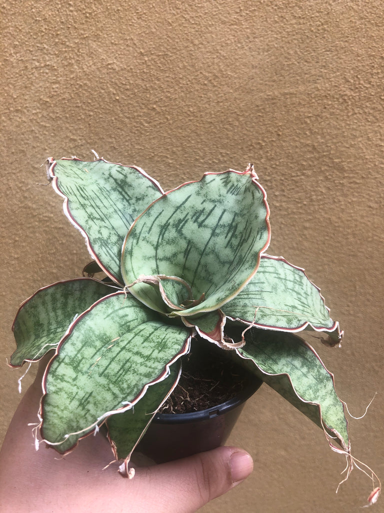 sansevieria green granite RARE Sansevieria Star Green Granite plant - 8cm potted plant