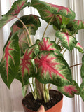PRE ORDER Very rare Caladium Rosebud plant - Beautiful - 12cm potted plant - Plant A1 - Parijat Plant 