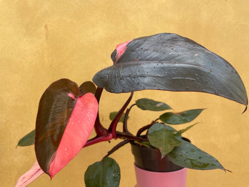 philodendron pink princess in wild philodendron pink princess 1 leaf fresh cutting with aerial root