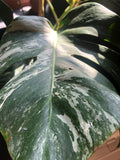 Monstera deliciosa 'Variegata'  albo 1 leaf cutting with aerial root - This cutting selected randomly from the plant shown in the picture - Parijat Plant 
