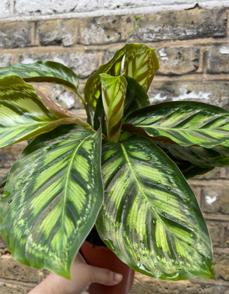 aglaonema thai hybrid very rare Aglaonema Red Thai Hybrid plant - small 10cm potted plant