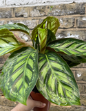 Calathea roseopicta green -pet safe plant - indoor plant - interior houseplant design - indoor houseplant - online plant sale shop - online shopping - online sell - online - plant daddy - plant mommy -  plant lovers - gardening lovers - plant vibes