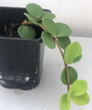 Buy SO CUTE Peperomia hope plant in a 7.5" pot - Indoor plant - houseplant - Easy care - succulent - succulent gift - Parijat Plant 