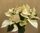 Poinsettia plant - Buy Christmas Poinsettia plant - Christmas plant gift - 12cm potted plant - Parijat Plant 