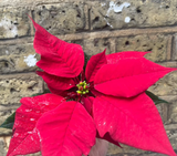 Poinsettia plant - mini Poinsettia plant - Christmas plant gift - tiny 6cm potted plant - Parijat Plant 