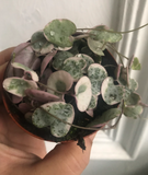 Variegated String of hearts plant in a 7cm pot - Parijat Plant 