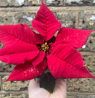 Poinsettia plant - mini Poinsettia plant - Christmas plant gift - tiny 6cm potted plant - online sell - online best plant shop - parijat plant shop - parijat plant - best houseplant for sale - online shopping - shopify best plant shop - shopify online plant sale shop - interior houseplant - interior indoor plant - plant house - houseplant 