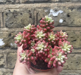Sedum jelly beans plant - sedum rubrotinctum Aurora variegated plant - easy growing plant - cute succulents - shopify online best houseplant shop - parijatplant - online sale - best houseplant shop - best indoor plant shop - online selling - cute plants - plant of the day - plant daddy - plant mommy - plant tiktok - plant addicted - plant production - plant house - indoor plant - houseplant - morning vibes - gardening lovers - plant lovers - plant for gardening lovers - Christmas gift 
