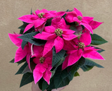 Poinsettia plant - pink Poinsettia plant - Christmas plant gift - 12cm potted plant - Parijat Plant 