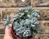 Succulent plant in a 8cm pot - easy maintaining air purifying houseplant - online shopping - online sale- shopify online plant shop - plant addicted - plant daddy - plant mommy - plant lovers -  online best plant shop - cute succulents