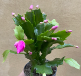 Christmas cactus cutting - live christmas cactus plant cutting -cactus - easy growing - unrooted - Parijat Plant 