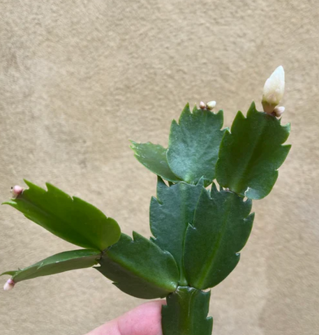 Christmas cactus cutting - live christmas cactus plant cutting -cactus - easy growing - unrooted - online plant shop - online selling - shopify best online plant shop - online plant shop - plant daddy - plant mommy - plant tiktok - plant addicted - plant shop - gardening - gardening lovers - plant lovers - online sell
