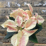 Poinsettia plant - Christmas Poinsettia plant - Christmas plant gift - 12cm potted plant - Parijat Plant 