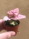 BUY 2 GET 1 Free Syngonium 'Red Heart' plant in a tiny 4cm pot - potted plant - Parijat Plant 