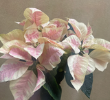 Poinsettia plant - Christmas Poinsettia plant - Christmas plant gift - 12cm potted plant - Parijat Plant 