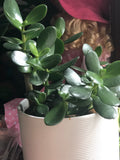 Buy 2 get 1 free jade plant - good luck plant - houseplant -Crassula ovata -indoor plant - jade succulent - succulent plant - Parijat Plant 