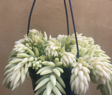 Burro's tail plant - Sedum morganianum ‘Burrito’ plant in 14cm hanging pot - more bushy plant - online plant shop - best online plant shop - shopify online plant shop - interior houseplant - indoor plant - cute succulents - cute plant - plant daddy - plant mommy - plant day - plant tiktok - plant of the day - plant addicted - plant lovers - online plant shop uk