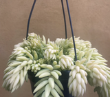 Burro's tail plant - Sedum morganianum ‘Burrito’ plant in 14cm hanging pot - more bushy plant - Parijat Plant 