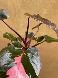 Stunning !!! Extra large philodendron pink princess plant - 10 leaf plant- pink princess - rare indoor plant - live plant - Parijat Plant 