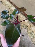 philodendron pink princess fresh 1 Big leaf cutting with aerial root -This cutting selected randomly from the plant shown in the picture - Parijat Plant 