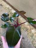 philodendron pink princess fresh 1 Big leaf cutting with aerial root -This cutting selected randomly from the plant shown in the picture - Parijat Plant 