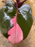 philodendron pink princess fresh 1 Big leaf cutting with aerial root -This cutting selected randomly from the plant shown in the picture - Parijat Plant 