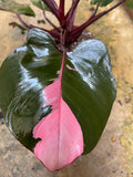 philodendron pink princess fresh 1 Big leaf cutting with aerial root -This cutting selected randomly from the plant shown in the picture - Parijat Plant 