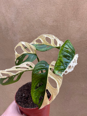 variegated monstera adansonii cutting Variegated Monstera Adansonii plant 1 leaf cutting aerial root -This cutting selected randomly from the plant shown in the picture
