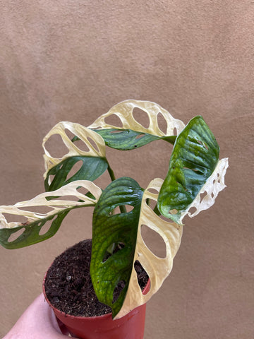 Pre order Variegated Monstera Adansonii plant 1 leaf cutting aerial root -This cutting selected randomly from the plant shown in the picture - Parijat Plant 