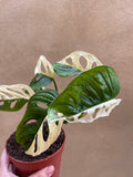 Pre order Variegated Monstera Adansonii plant 1 leaf cutting aerial root -This cutting selected randomly from the plant shown in the picture - Parijat Plant 