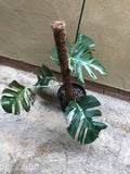 variegated Monstera deliciosa - 'Variegata' albo plant for Sale - 15cm potted plant - Parijat Plant 