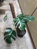 variegated Monstera deliciosa - 'Variegata' albo plant for Sale - 15cm potted plant - Parijat Plant 