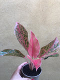 Aglaonema Prosperity Plant Evergreen 10cm Pot - Parijat Plant  -	good luck plant - houseplant -plant -indoor plant - succulent plant - plant decor 