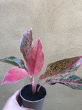 Aglaonema Prosperity Plant Evergreen 10cm Pot - Parijat Plant 