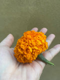 Marigold flower seed - 100+ seed - marigold plant seed for sale - gende ka phool - Bengali molly flower seed - Parijat Plant 