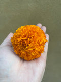 Marigold flower seed - 100+ seed - marigold plant seed for sale - gende ka phool - Bengali molly flower seed - Parijat Plant 