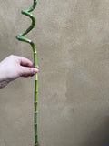 Lucky bamboo stick - 45-50cm long - rooted lucky bamboo stick - Parijat Plant 