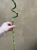 Lucky bamboo stick - 45-50cm long - rooted lucky bamboo stick - Parijat Plant 