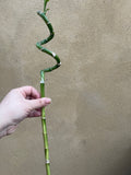 Lucky bamboo stick - 45-50cm long - rooted lucky bamboo stick - Parijat Plant 