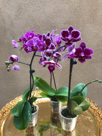 3 mini phalaenopsis orchid plant - live  orchid plant - Parijat Plant  -	good luck plant - houseplant -plant -indoor plant - succulent plant - plant decor 
