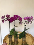 3 mini phalaenopsis orchid plant - live  orchid plant - Parijat Plant 