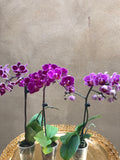 3 mini phalaenopsis orchid plant - live  orchid plant - Parijat Plant 