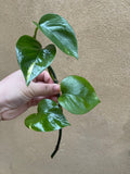 Golden pothos cutting - 1 unrooted golden pothos plant cutting -devil's ivy - Parijat Plant 