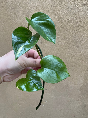 Golden pothos cutting - 1 unrooted golden pothos plant cutting -devil's ivy - Parijat Plant 