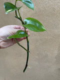 Golden pothos cutting - 1 unrooted golden pothos plant cutting -devil's ivy - Parijat Plant 